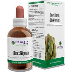 Psc Currant Nigrum Drops 15Ml