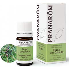PranarÌ «m BIO óleo essencial de cicuta do Canadá 5ml