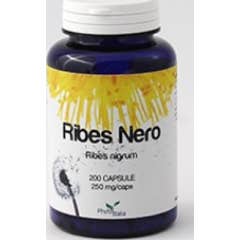 Cassis de groselha preta 60Cps