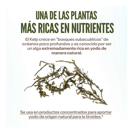HSN Kelp en Polvo 150g
