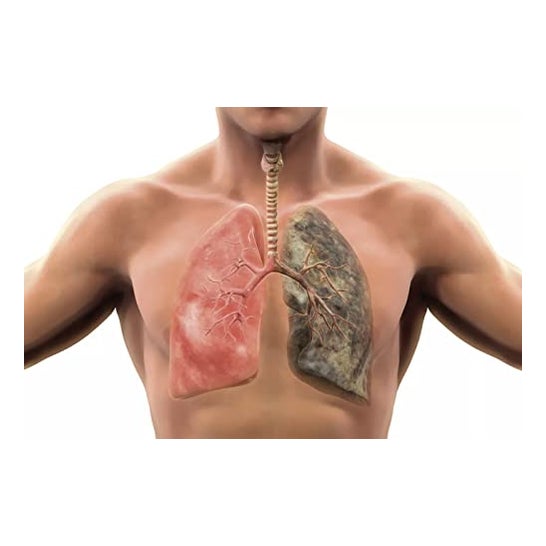 Nac N Acetyl Cysteine 120caps Codival Nac N Acetyl Cysteine Nac N Acetyl Cysteine 120caps Codival Nac N Acetyl Cysteine