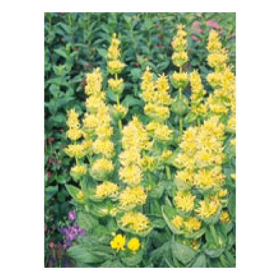 Herboplanet Tsa Gentiana Lutea 50ml