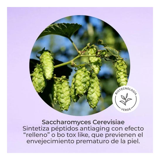 Segle Clinical Restaura Soro Facial 30ml Segle Clinical Restaura Soro Facial 30ml