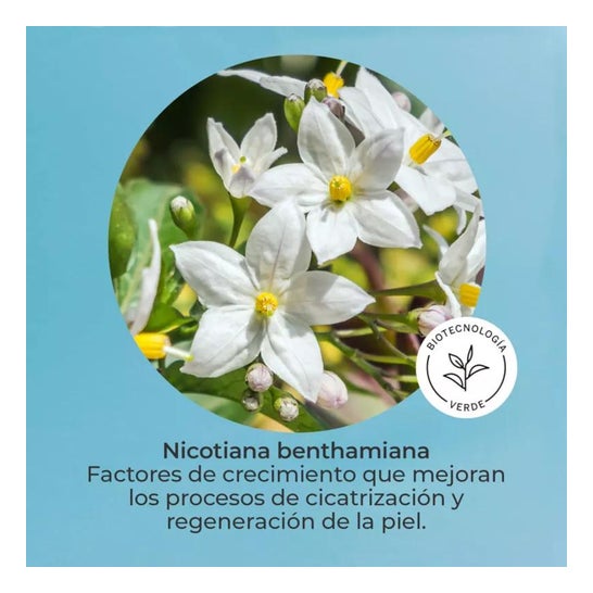 Segle Skin Factor Serum 30ml Segle Skin Factor Serum 30ml