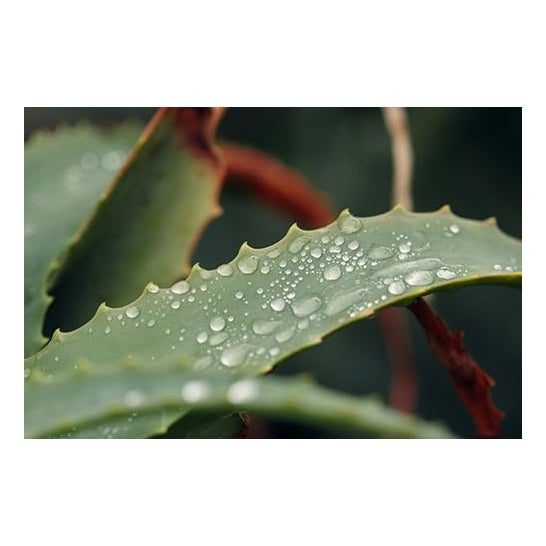 Mussvital gel de banho com Aloe vera 750ml Mussvital gel de banho com Aloe vera 750ml