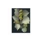 Msa Tilia Tomentosa 50Ml