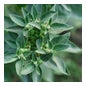 Nutrivie Ahwagandha Bio Ampolas 20x10ml