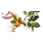 Creme de Luxo Creme Fraiche 50ml