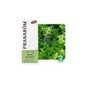 Mint Field Bio 10ml Óleo Essencial