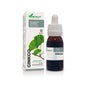 Extracto Ginkgo 50 Ml Xxi Soria Natural