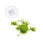 Matcha & Co Original Matcha Tea 30g